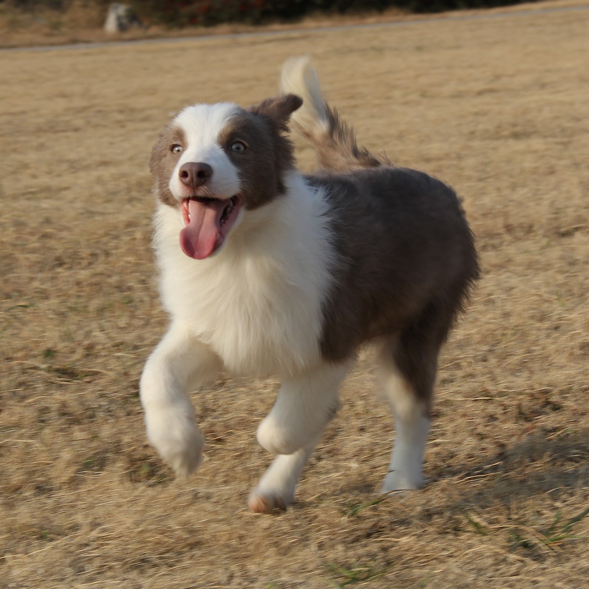 纯种边境牧羊犬幼犬狗狗出售 宠物边境牧羊犬可支付宝交易 / 公dd