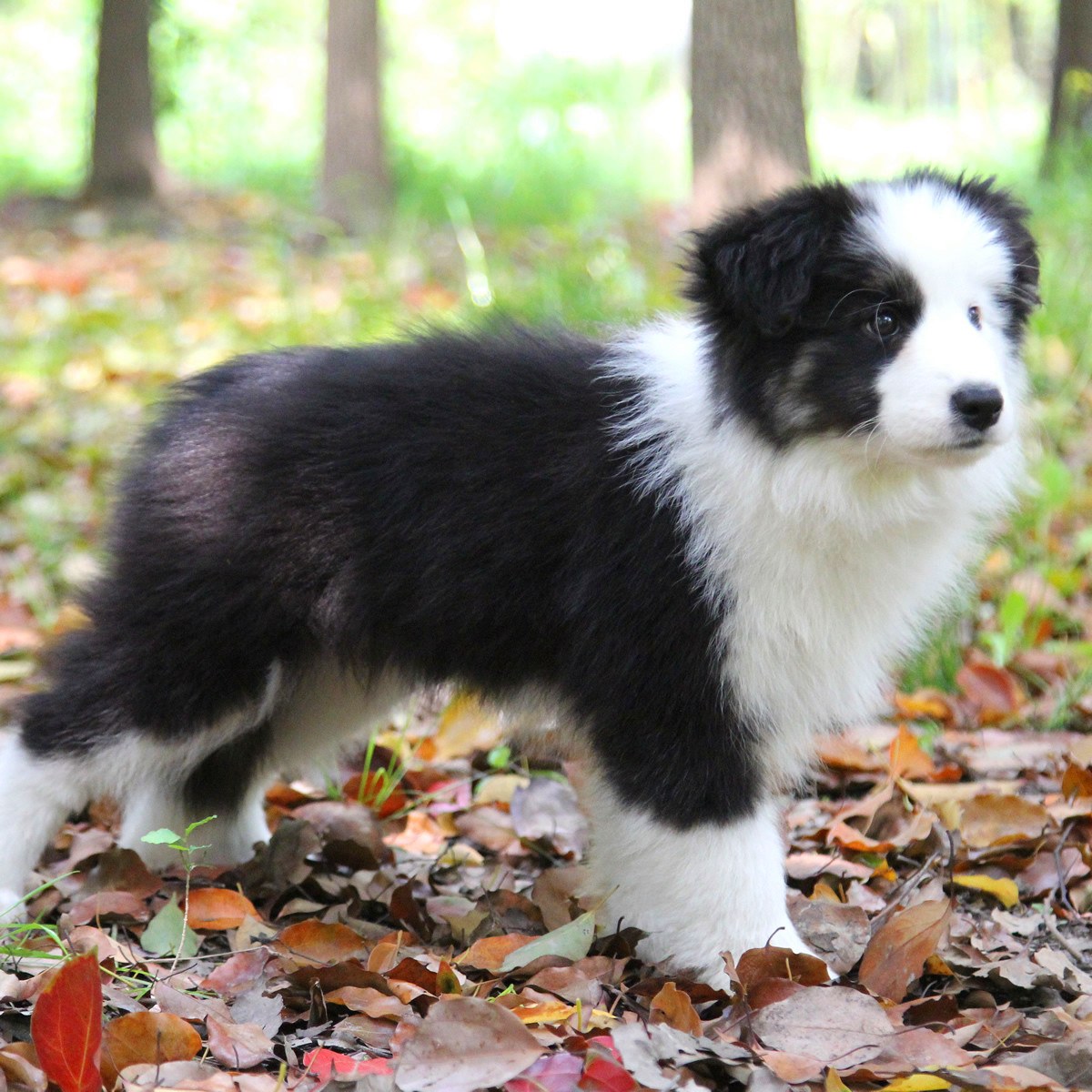 纯种边境牧羊犬幼犬狗狗出售 宠物边境牧羊犬可支付宝