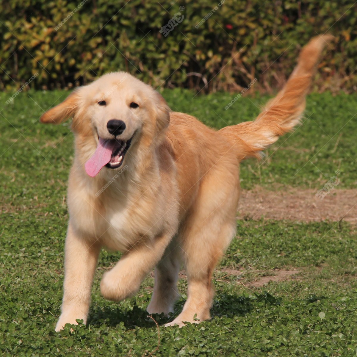 金毛寻回犬