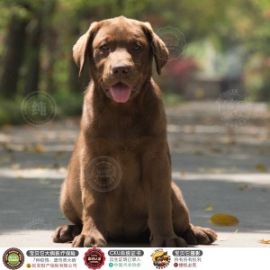 拉布拉多犬 母mm拉布拉多犬