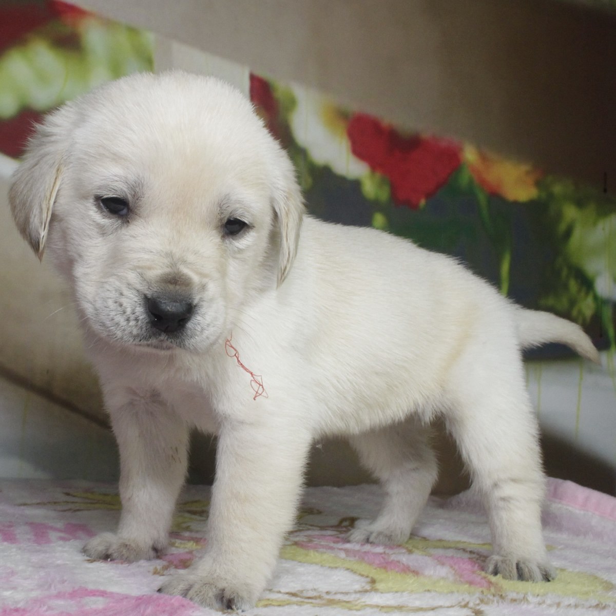 純種拉布拉多犬幼犬狗狗出售 寵物拉布拉多犬可支付寶交易 / 母mm