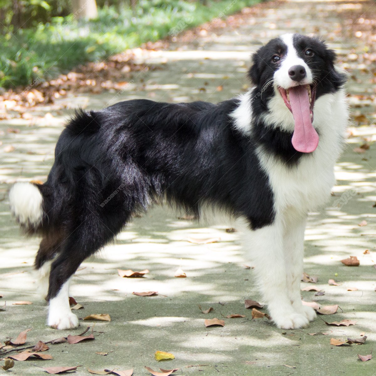 纯种边境牧羊犬幼犬狗狗出售宠物边境牧羊犬可支付宝交易公dd生日1121