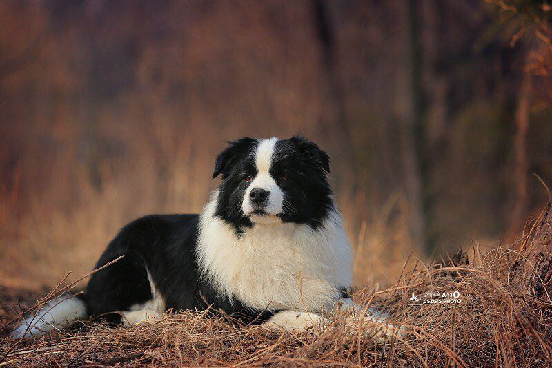 10149600/邊境牧羊犬