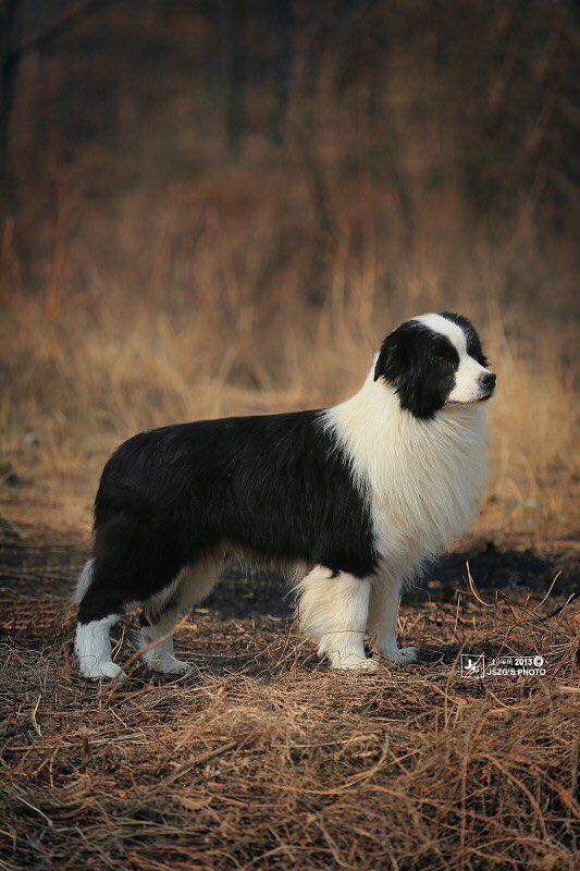 10149600/邊境牧羊犬